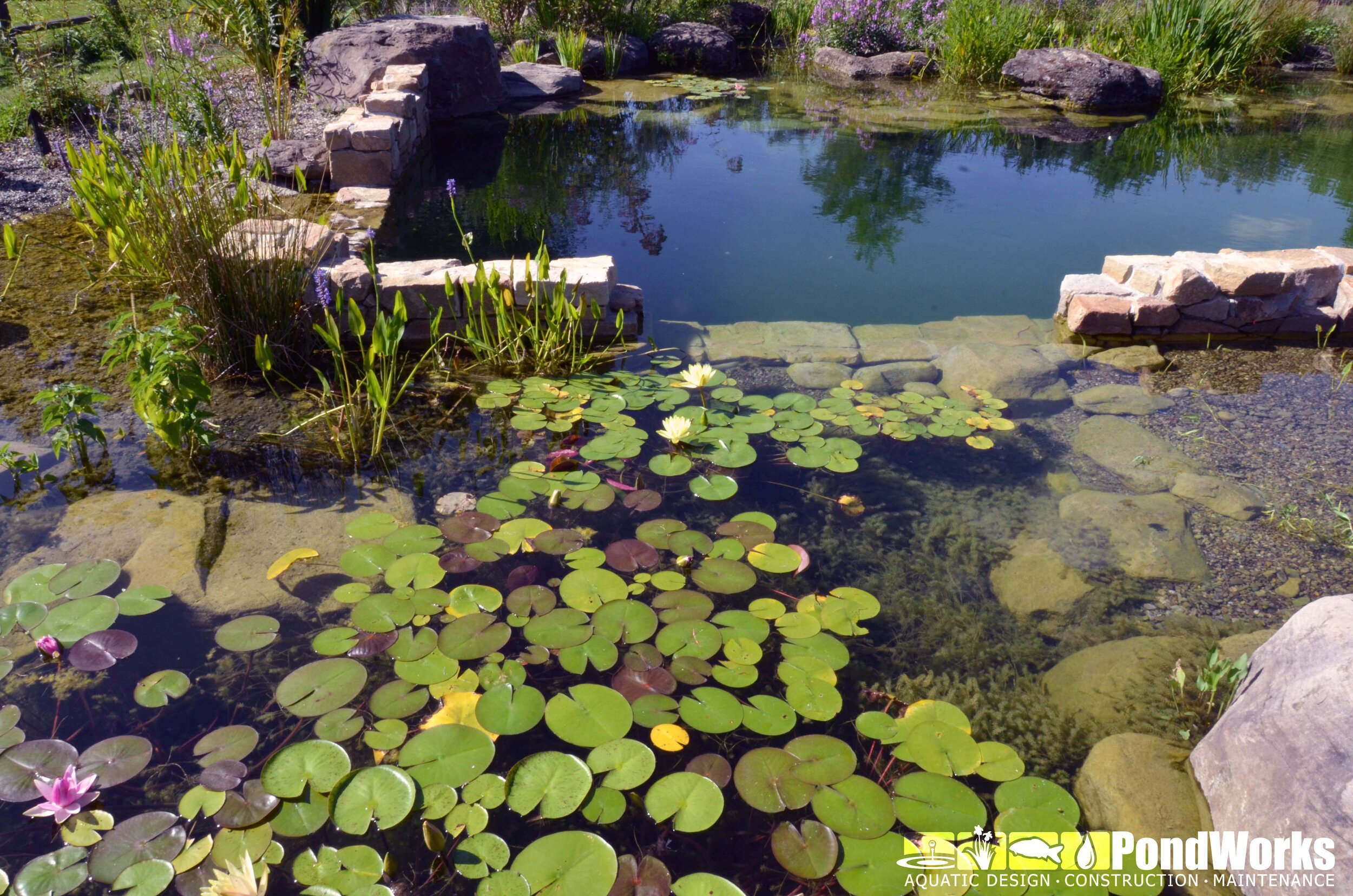Incorporating Aquatic Plants into Your Water Feature Design