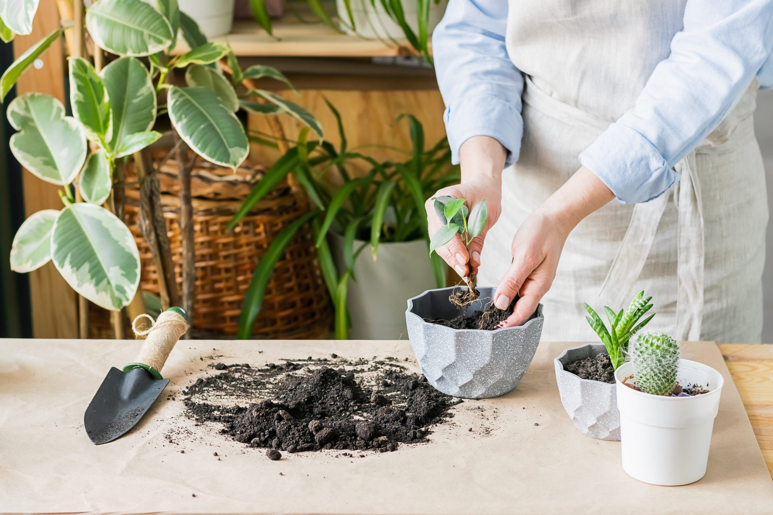 Selecting the Right Planter Size for Your Plants: A Comprehensive Guide