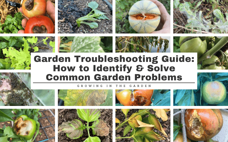 Troubleshooting Common Planter Problems: Overwatering, Root Rot & More