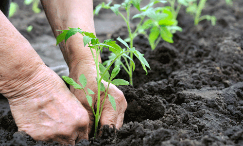 The Environmental Benefits of Using Organic Fertilizers