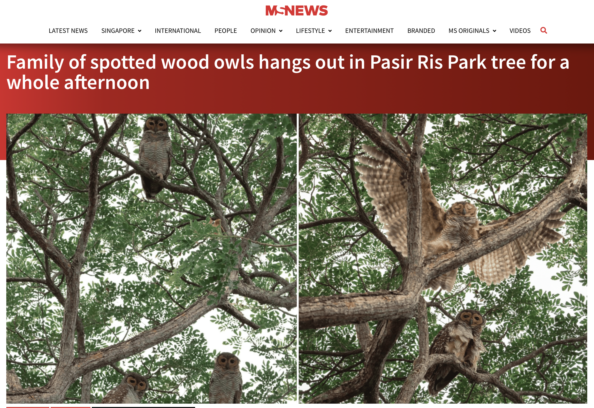 Must Share News - Spotted Wood Owls feature