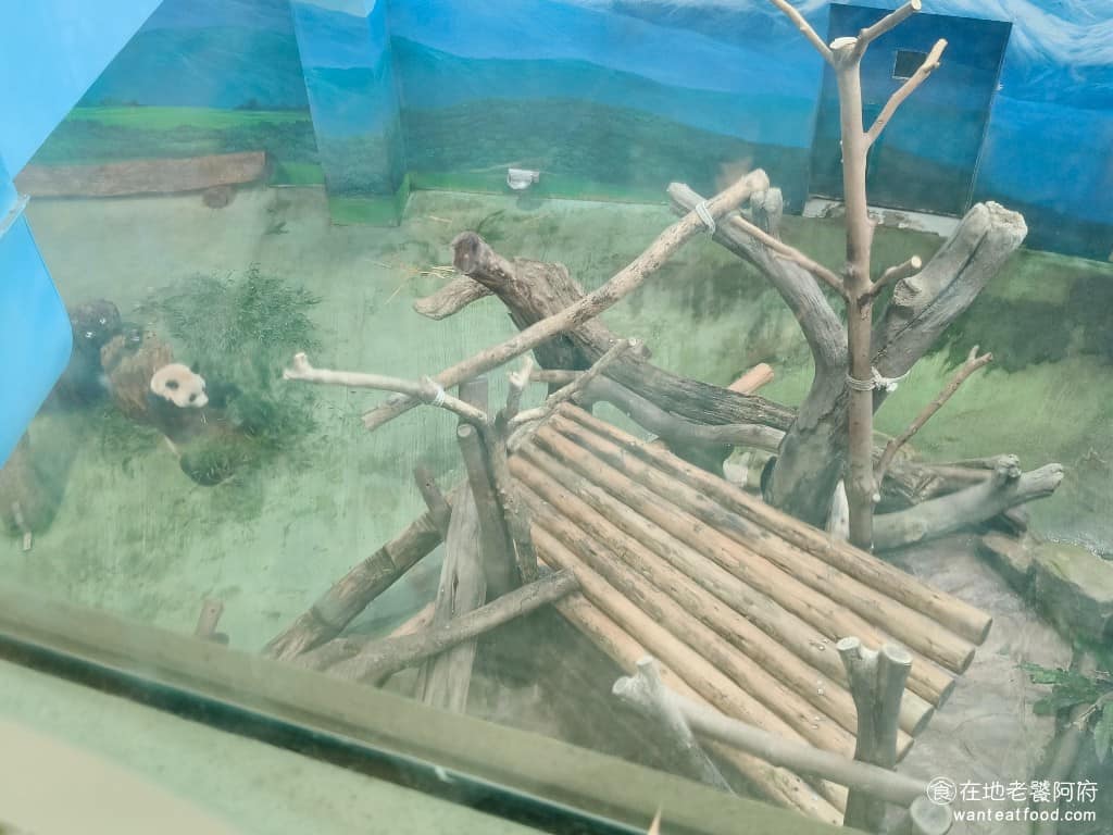 化石先生Mr. Fossil 貓熊餐廳 貓熊餐廳菜單 貓熊餐廳推薦 文山區美食 文山美食 動物園美食 坐在二樓靠窗位置,可以悠閒地看貓熊喝水、趴地發呆,想看多久就看多久。由於大貓熊分隔在幾個不同展區,不同窗邊的座位,各自對應不同個體,每個位置,都有機會看到貓熊。 @在地老饕阿府