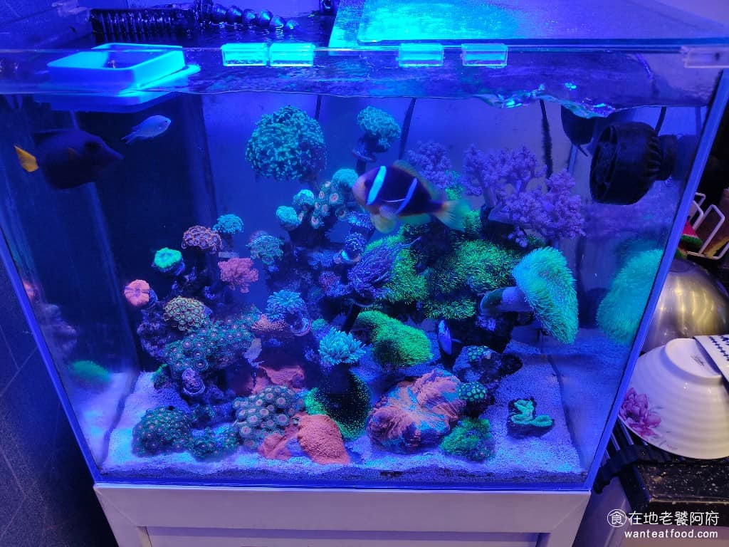 馬克攝影 馬克攝影菜單 馬克攝影推薦 內湖區美食 內湖美食 店家推薦 攝影工作室 等待時覺得無聊，還可以欣賞店內的小魚缸。 @在地老饕阿府