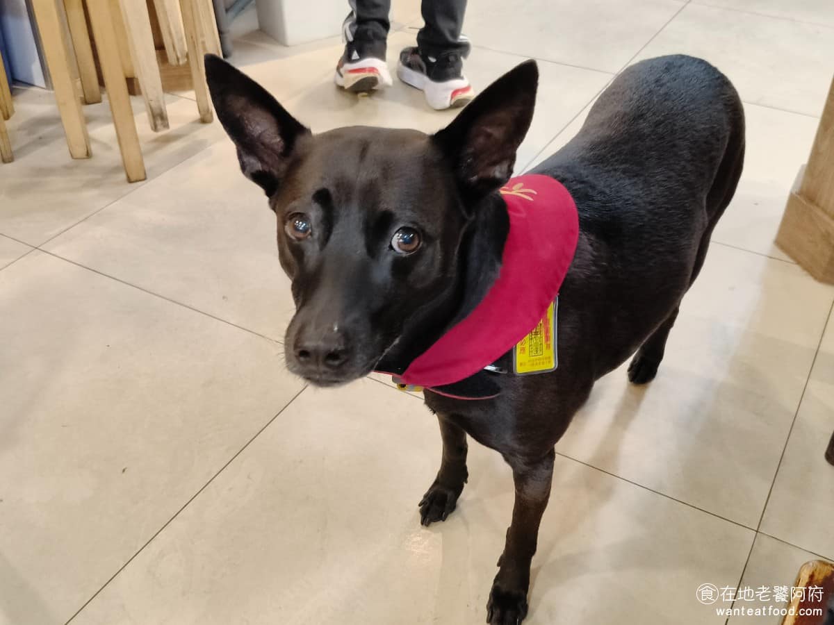 蘇杭點心店 蘇杭點心店菜單 蘇杭點心店推薦 中正區美食 中正美食 古亭美食 中式料理 小籠包 店裡養一隻可愛的狗狗,只不過表情很哀怨,但要記得尊重他,千萬不要亂摸他,不然會被他兇。 @在地老饕阿府