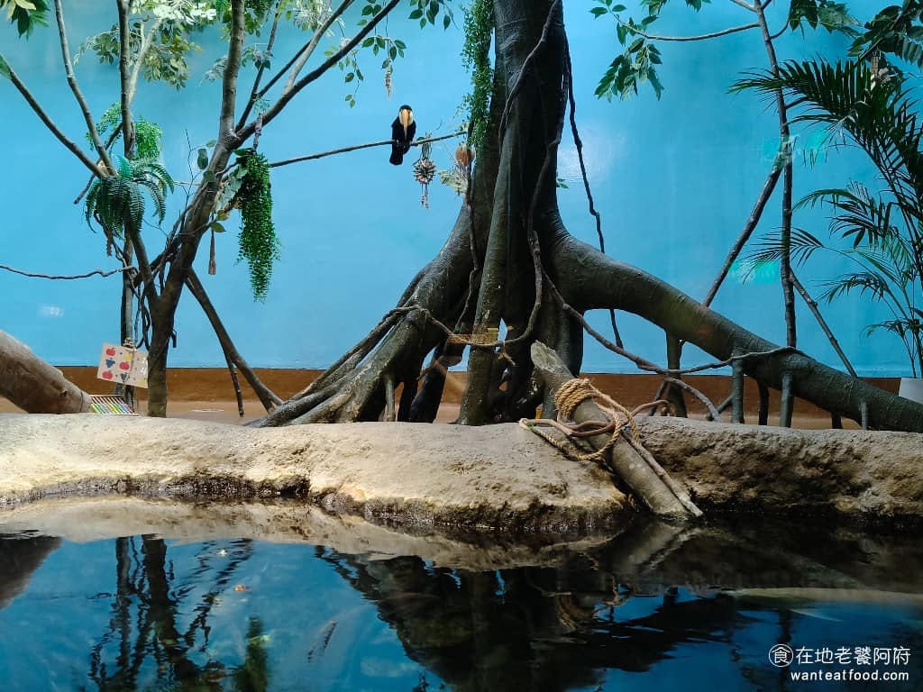 Xpark 水族館 水族館菜單 水族館推薦 美食 桃園景點 展區會播放音效，模擬與環境，讓人有熱帶雨林探險的感覺。 @在地老饕阿府
