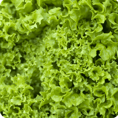 freeze the lettuce