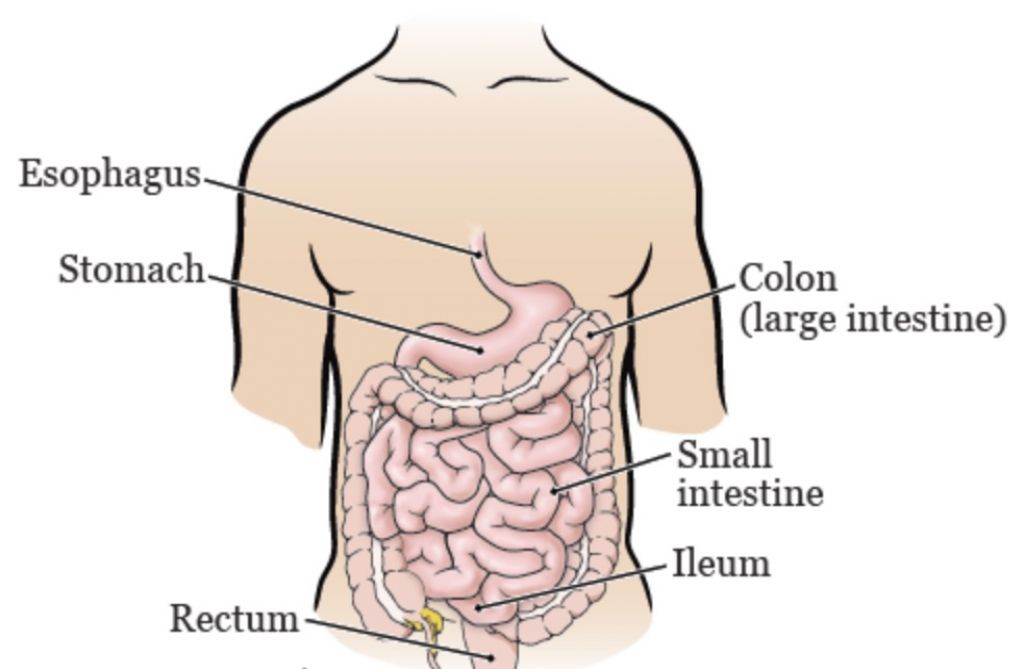 Colon Broom Active Ingredient