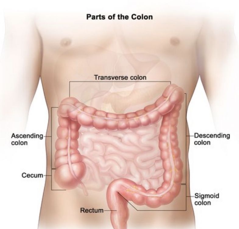 Colon Broom Dietary Supplement