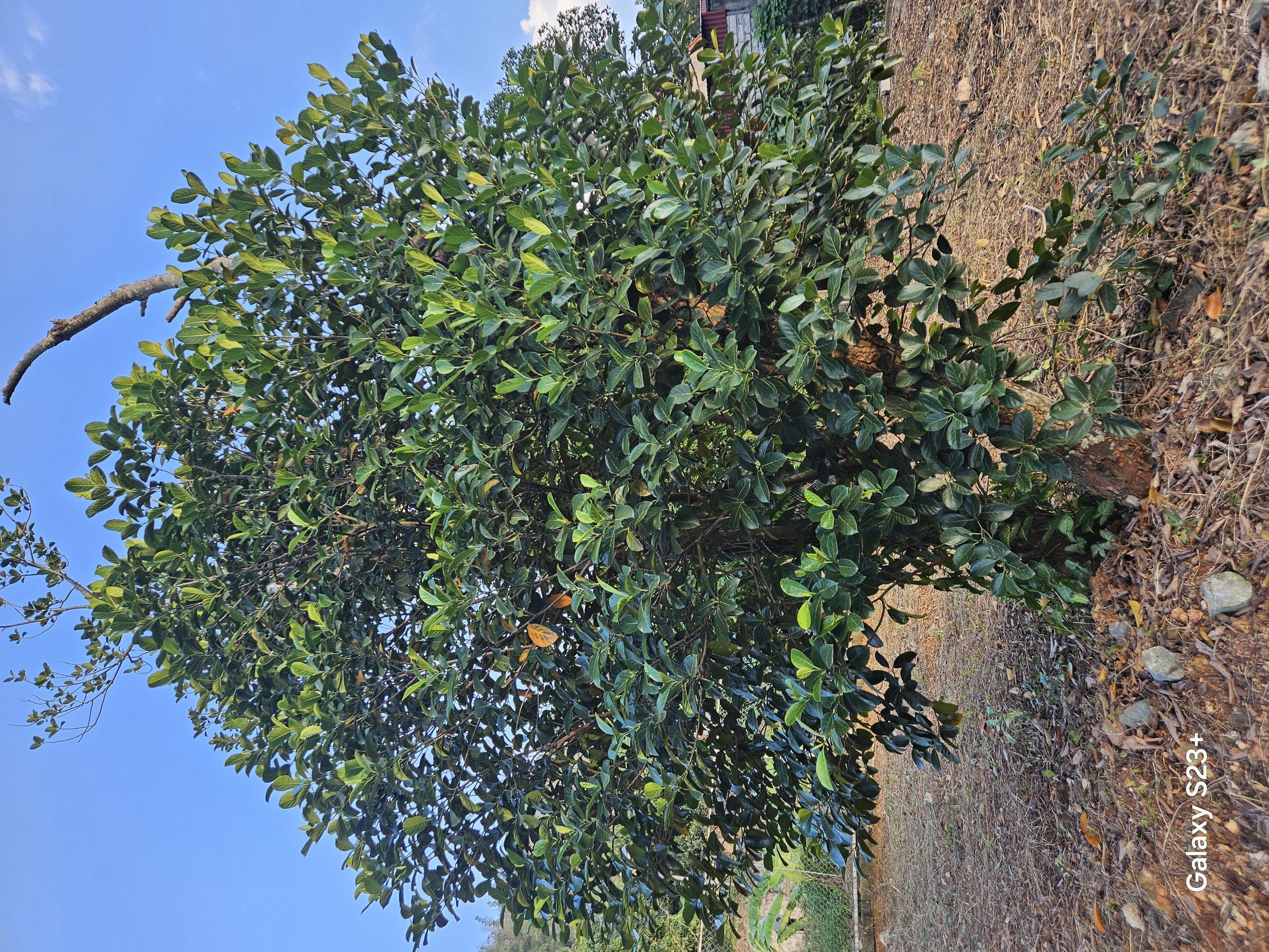 Hình 5