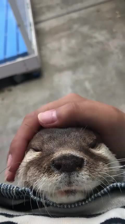 Otter-just-wants-love-and-affection-rAwww.mp4