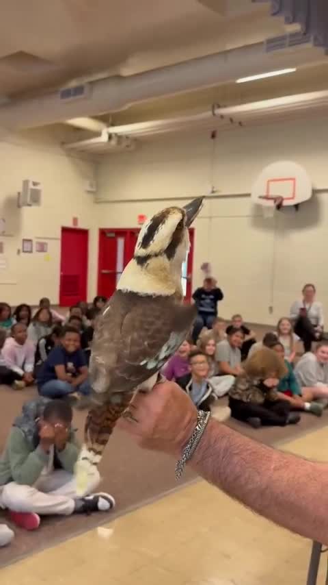 The-Iconic-Call-of-a-Kookaburra-rinteresting.mp4