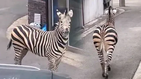 [유머]"늑구야, 임마. 너, 너...절대로 잡히면 안 돼, 이 놈아!"