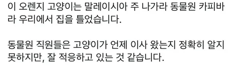 [유머]카피바라와 같이 생활하는 고양이.GIF