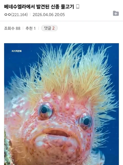 [유머]너무 못생겨서 충격인 물고기