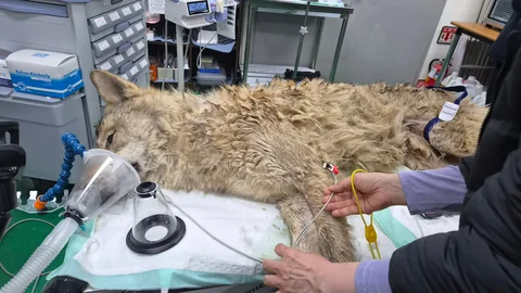 [유머]생포된 늑구