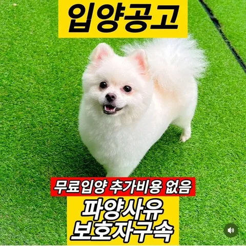 강아지 파양사유 레전드