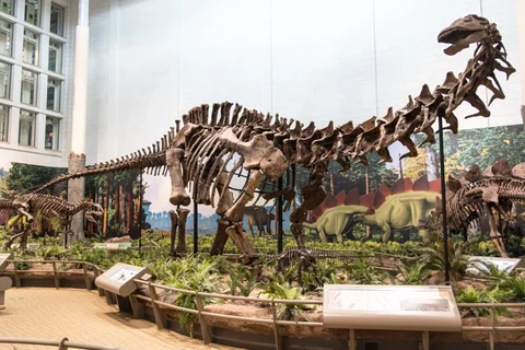 [유머]아파토사우루스 대갈통의 비밀