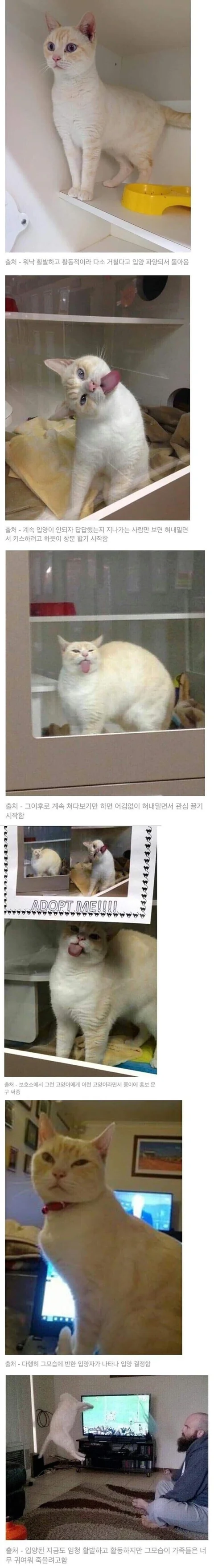 [유머]너무 활발해서 파양당한 고양이