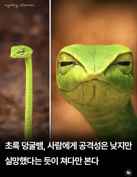 [유머]"실망이구나, 인간...."