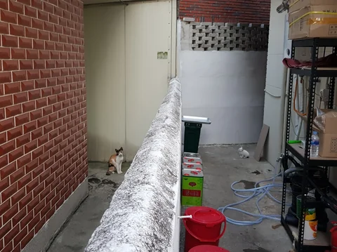 우리 집 막내 짐승이 고양이 별로 떠났다.