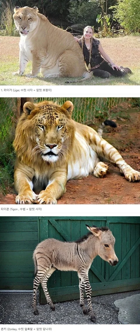 [유머]이종교배 동물 모음.jpg