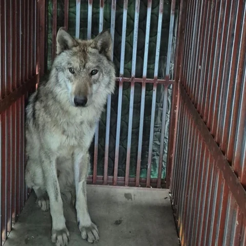 [유머]격리된 늑구 근황.jpg