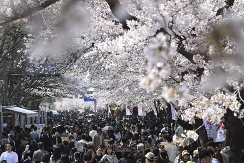 벌써 6년째 “벚꽃 사진 찍어와라”…공대 과제 낸 교수, 왜