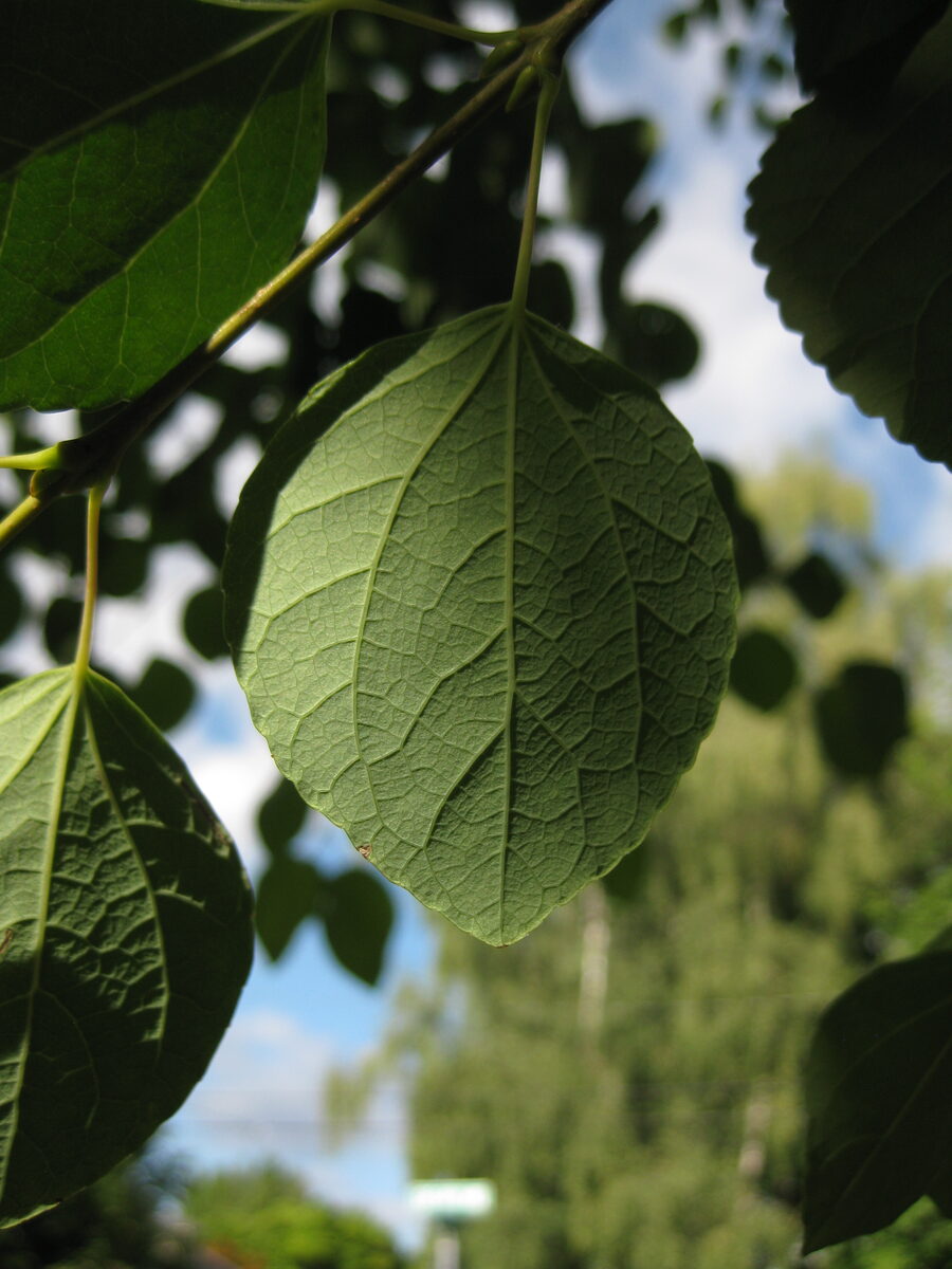 260702175053