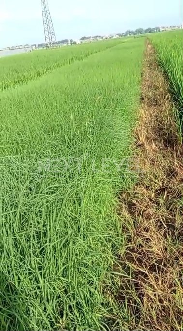 Tanah Sawah Strategis Pinggir Jalan Raya Mbamban Tanah Luas 1.543 m² , Kabupaten Malang.NLMLG00013