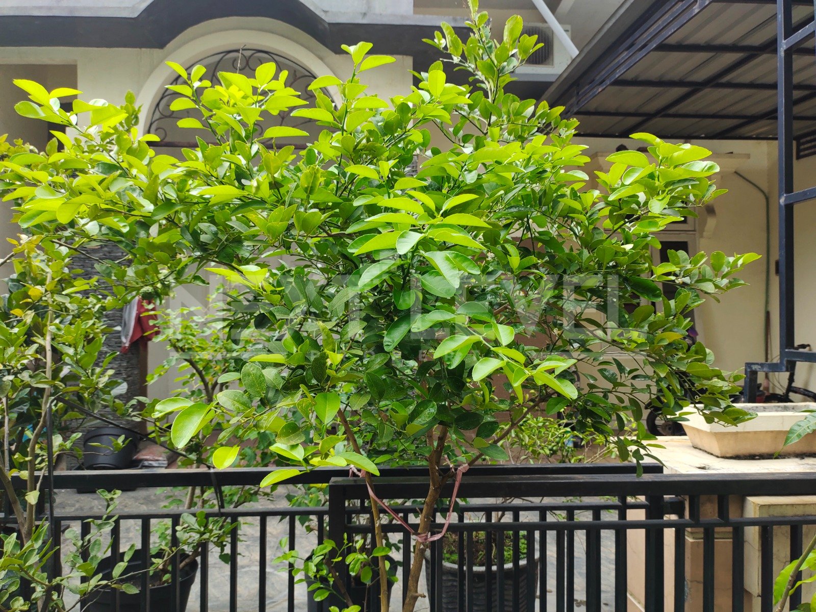 Dijual Dibawah Harga Pasar Palm Spring Regency