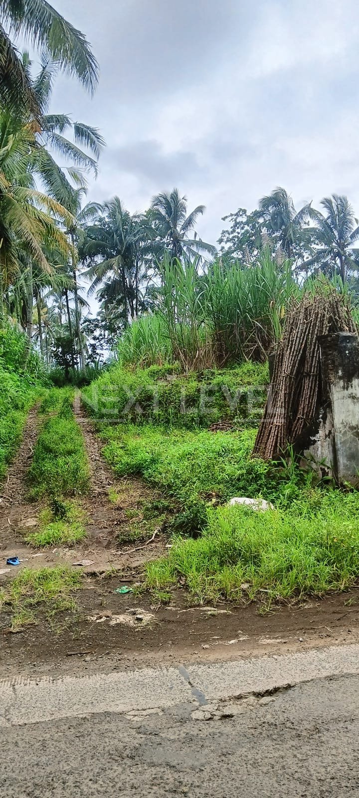 Tanah potensial di Jabung Kabupaten Malang cocok untuk perumahan atau cluster