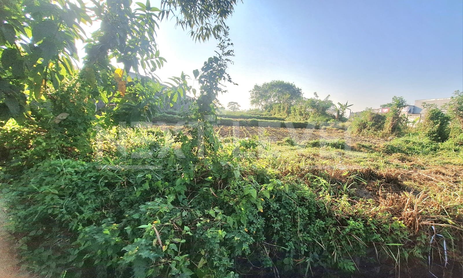 Dijual Tanah Sawah