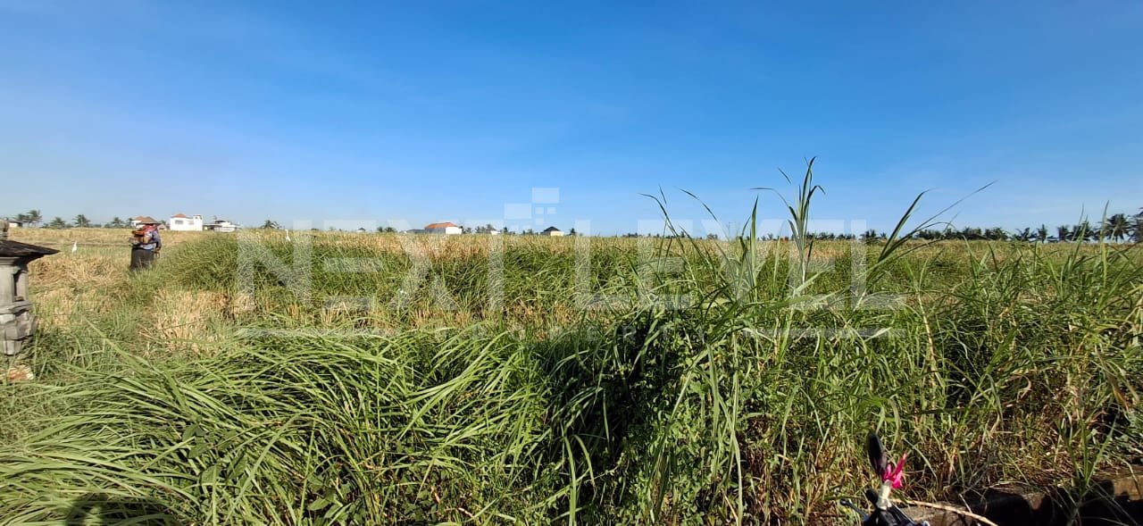 Dijual tanah sawah pinggir jalan subak di Kedungu: