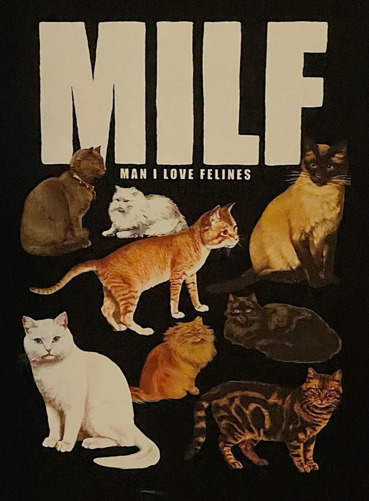 Silly Cat Posters, Cat Poster Prints …