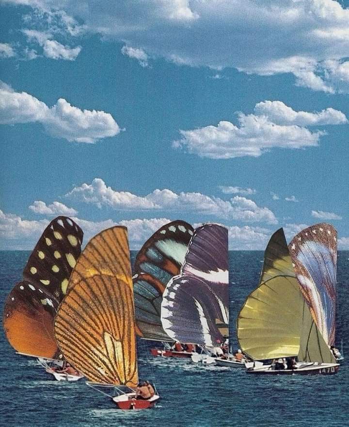 Colorful Windsurfing Poster, Ocean S …