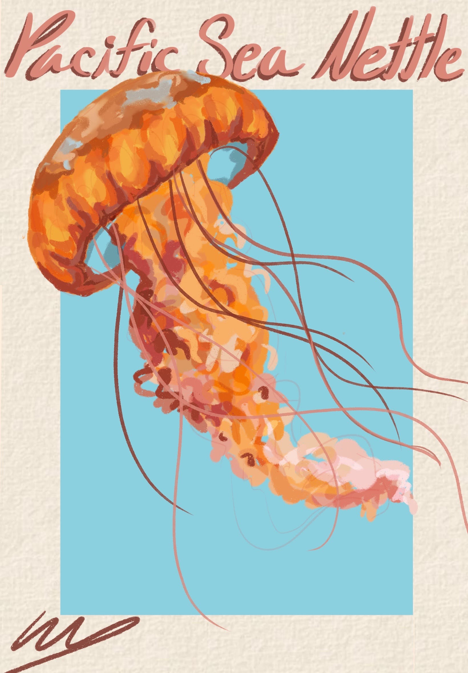 Pacific Sea Nettle Jellyfish Poster, …