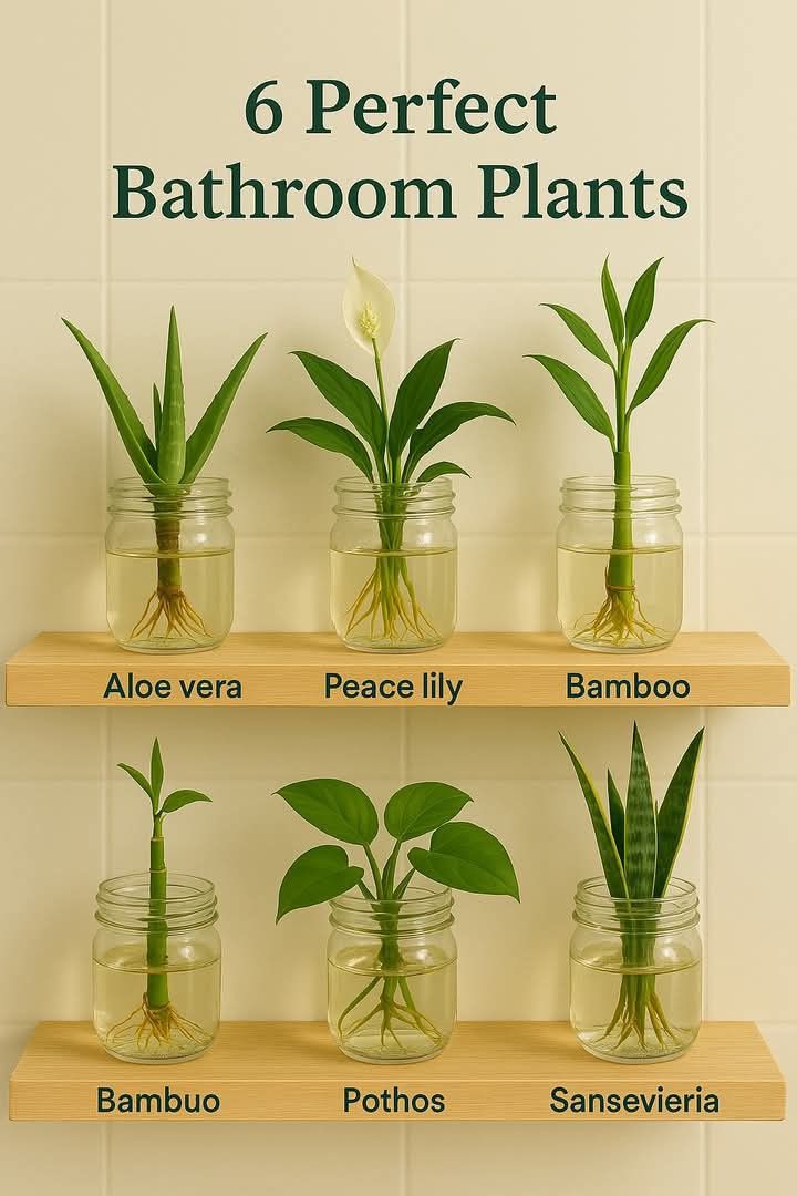 Plants To Keep In Bathroom, Easy Bathroom Plants, Plants To Grow In Bathroom, Plants Indoor Bathroom, Bathroom Plants Safe For Cats, Peace Lily Bathroom