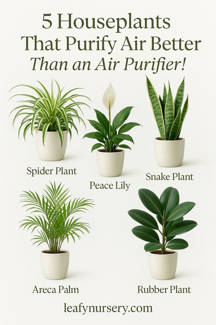 Areca Palm Plant Indoor, Purifying Plants, Air Purifier Plants Indoor, Plants To Purify The Air, Air Purification Plants, Air Purifier Plants, Plants That Purify The Air
