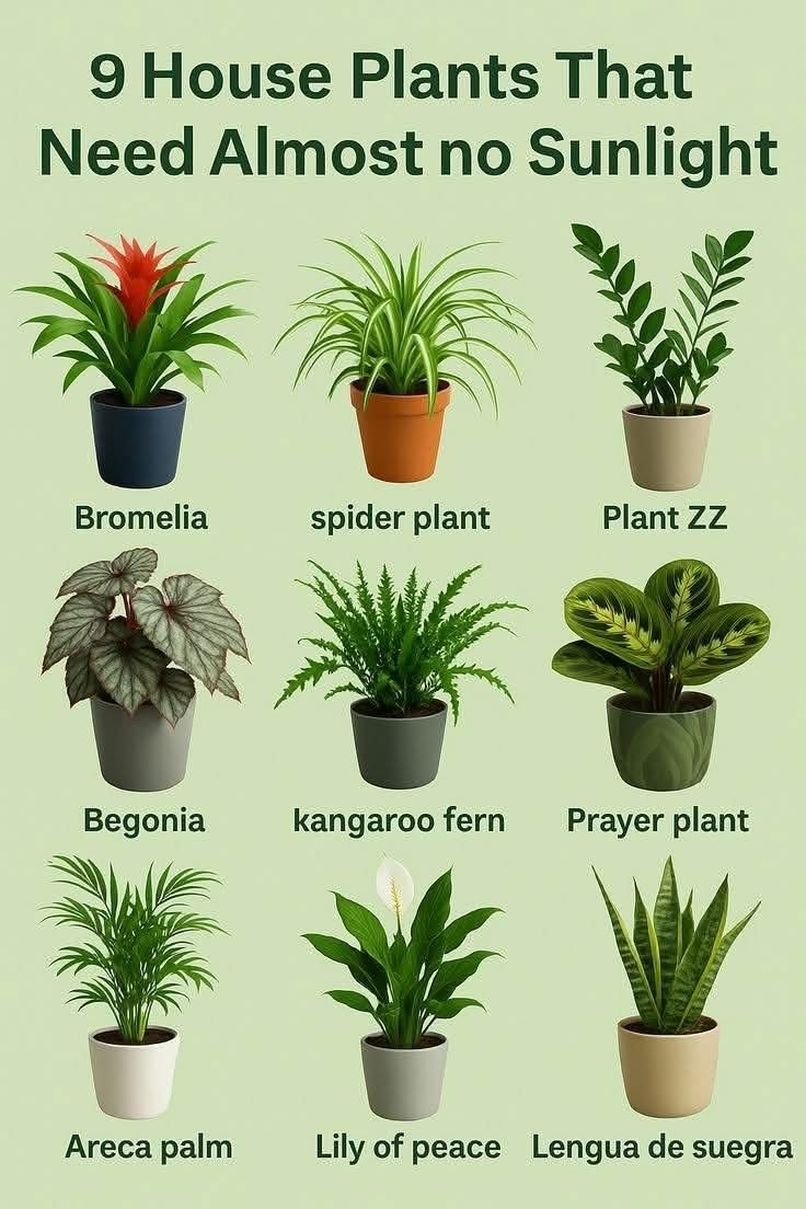 Indoor Plant No Sunlight, Indoor Plants No Sun, Popular Houseplants, Indoor Plants No Light, No Sunlight Room Ideas, Full Sunlight Plants Outdoor