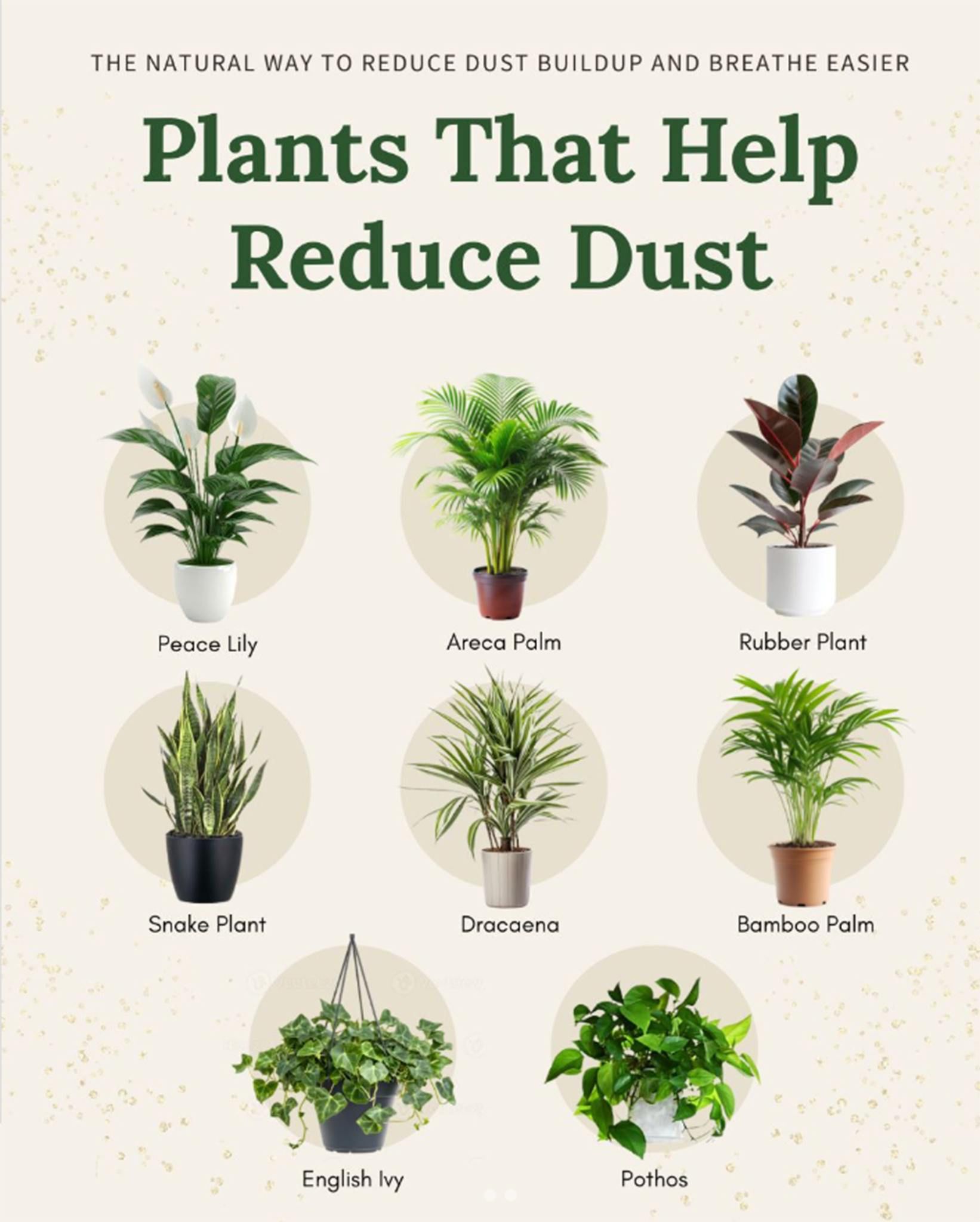 Good Indoor Plants, Plants That Dehumidify, Dehumidifying House Plants, Odor Absorbing Plants, Good Plants For Beginners, Best House Plants, Dehumidifier Plants