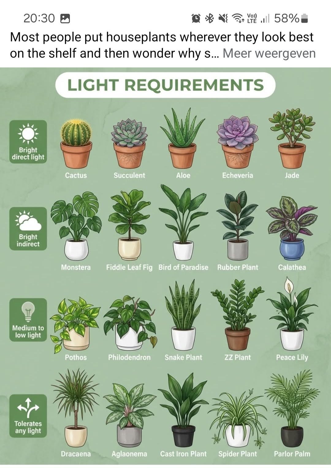 Best House Plants, Plant Tips, Plant Ideas, Interior Plants Decoration, Bedroom Plants Decor, Butterfly Garden Plants, Household Plants, Plant Care Houseplant