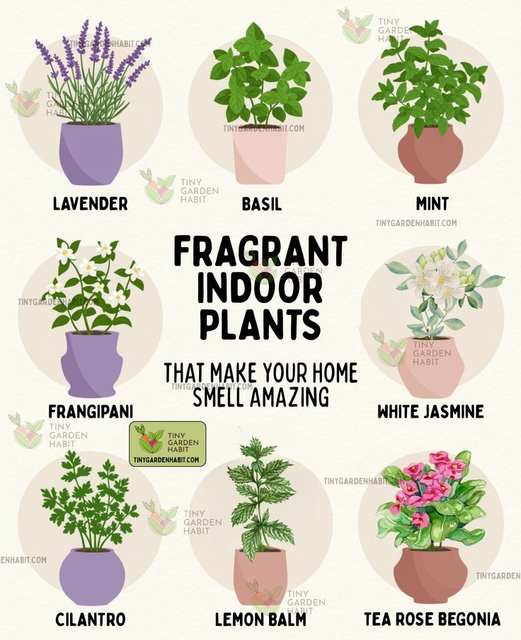 Indoor Plants That Smell Good, Indoor Fragrant Plants, Good Smelling Plants Indoor, Indoor Scented Plants, Fragrant House Plants, Best Smelling Indoor Plants
