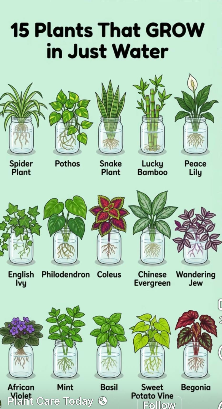 Plants That Grow In Just Water, Plants That Can Grow In Water, Different Types Of Plants, Plants To Propagate In Water, Jar Plants, Indoor Plants In Glass Jars
