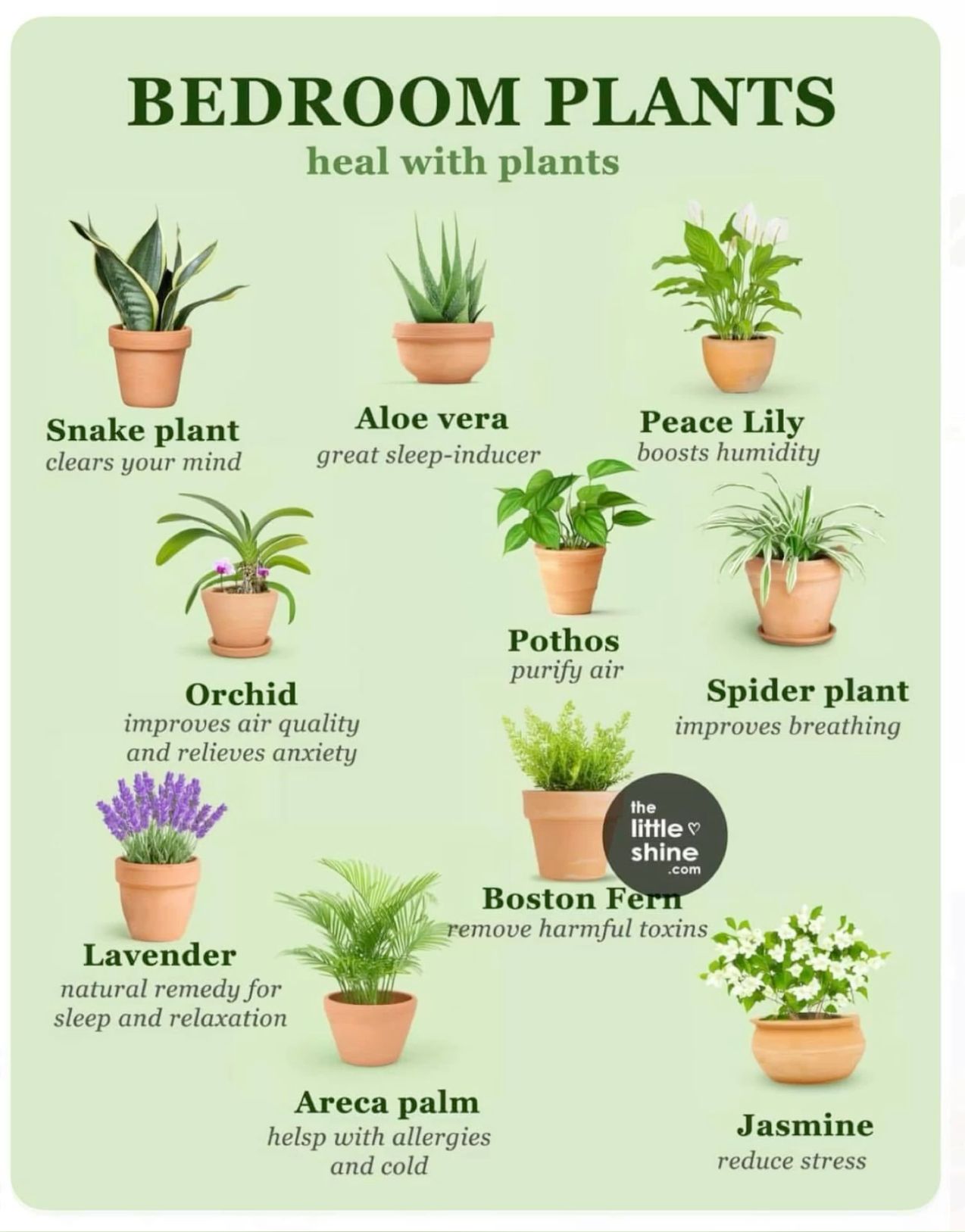 Scented House Plants, Different Houseplants, Plants And Their Meaning, Kinds Of Plants Chart, Small Plants To Grow Indoors, Indoor Plants And Their Benefits
