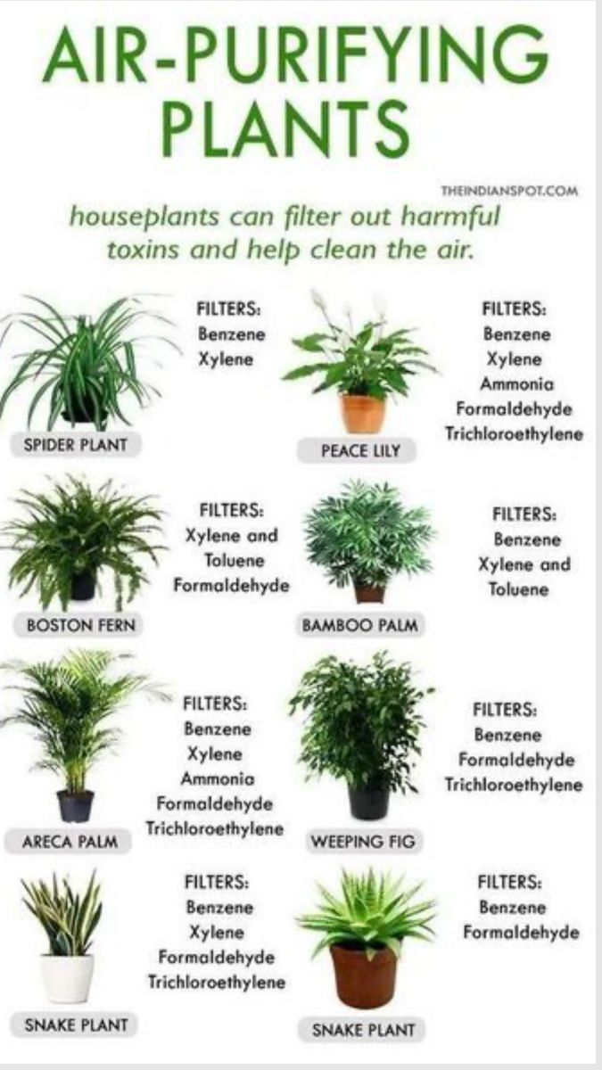 5 Plants, Air Purifying House Plants Bedrooms, Plants For Clean Air, Plants Good For Air, Plants Good For Air Quality, Plants To Purify The Air
