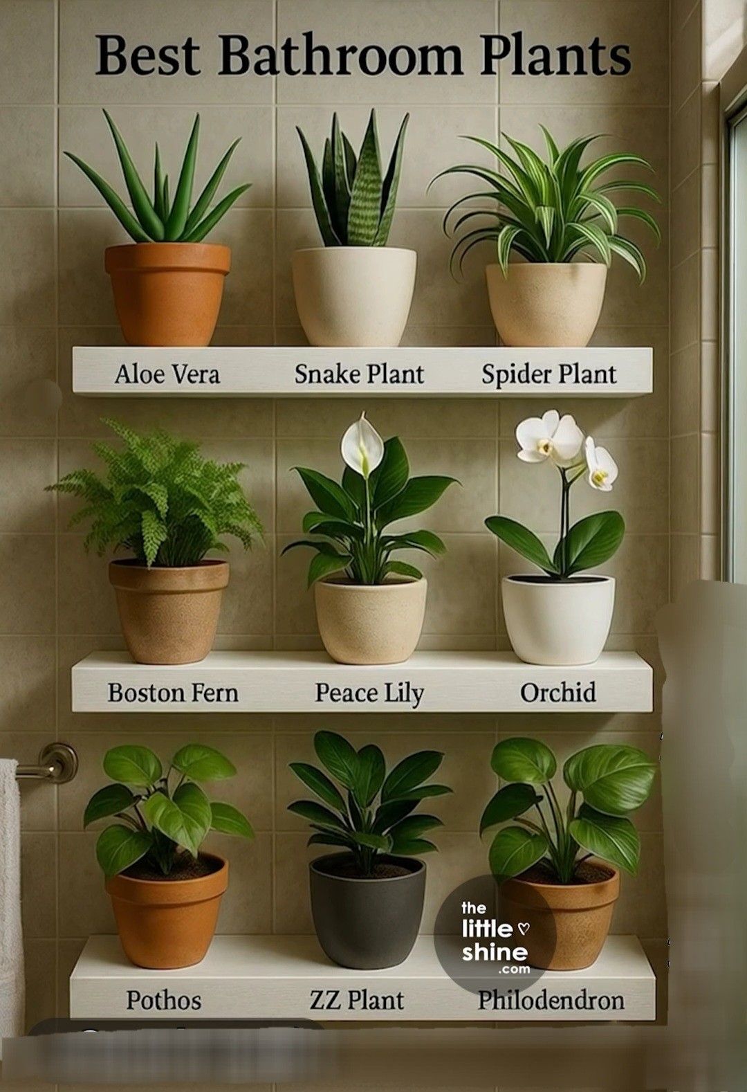 Indoor Plants For Bathroom, Indoor Plants Bathroom, Inside House Plants, Best Bathroom Plants, Household Plants, Plant Care Houseplant, Plant Hacks