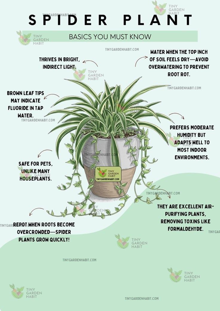 Spider Plant Care Guide, Spider Plants Care, Spider Plant Care Instructions, Spider Plant Lighting Requirements, What Are The Different Types Of Spider Plants