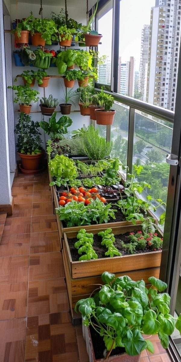 Vertical Hydroponic Garden On Balcony, Balcony Vegetable Garden Ideas, Small Balcony Vegetable Garden, Vegetable Garden In Balcony