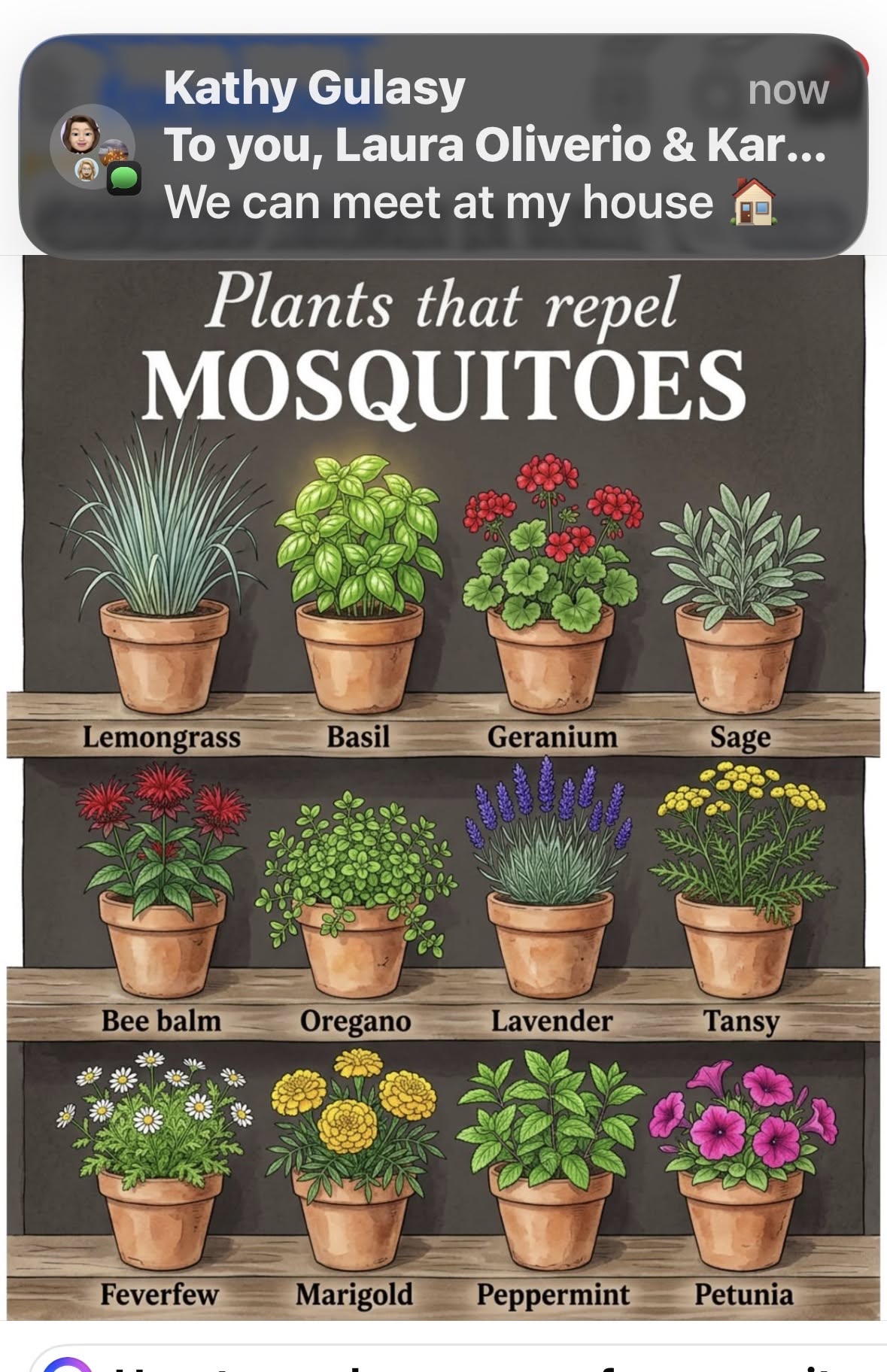 Plants That Repel Bugs, Mosquito Repelling Plants, Household Plants, Starting A Garden, Home Vegetable Garden