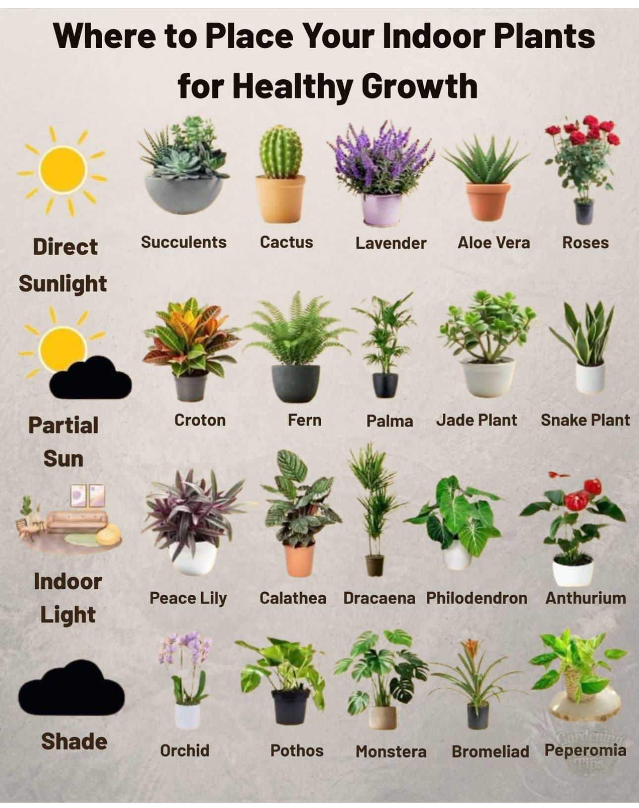 Types Of Indoor Plants, Apartment Plants Indoor Ideas, Home Gardening Ideas Indoor Plants, Type Of Indoor Plants, Indoor Plant Cultivation Tips